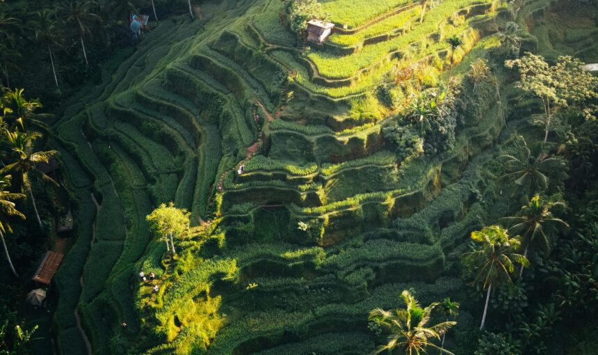 Tegalalang Bali tours and there are terraced rice fields and elephant conservation
